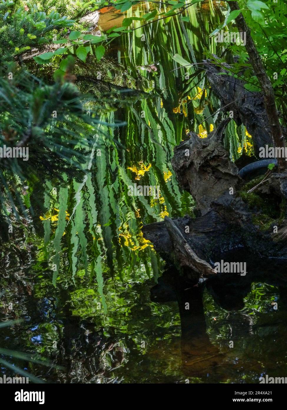 Coots in the water feature of the Parc floral de Paris, France. Natural wildlife in an urban environment Stock Photo