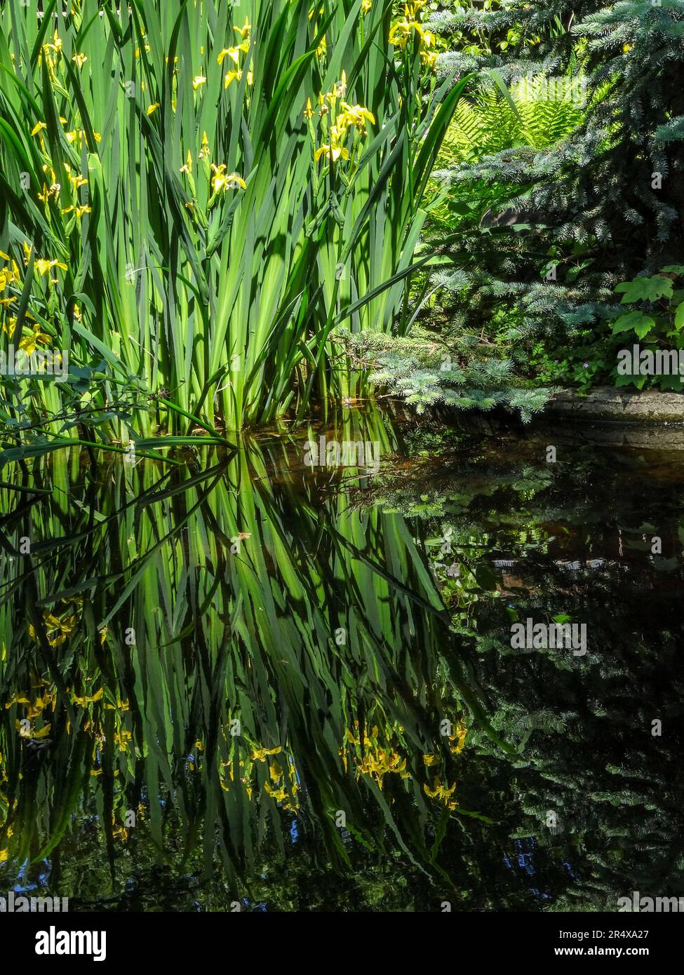 Coots in the water feature of the Parc floral de Paris, France. Natural wildlife in an urban environment Stock Photo
