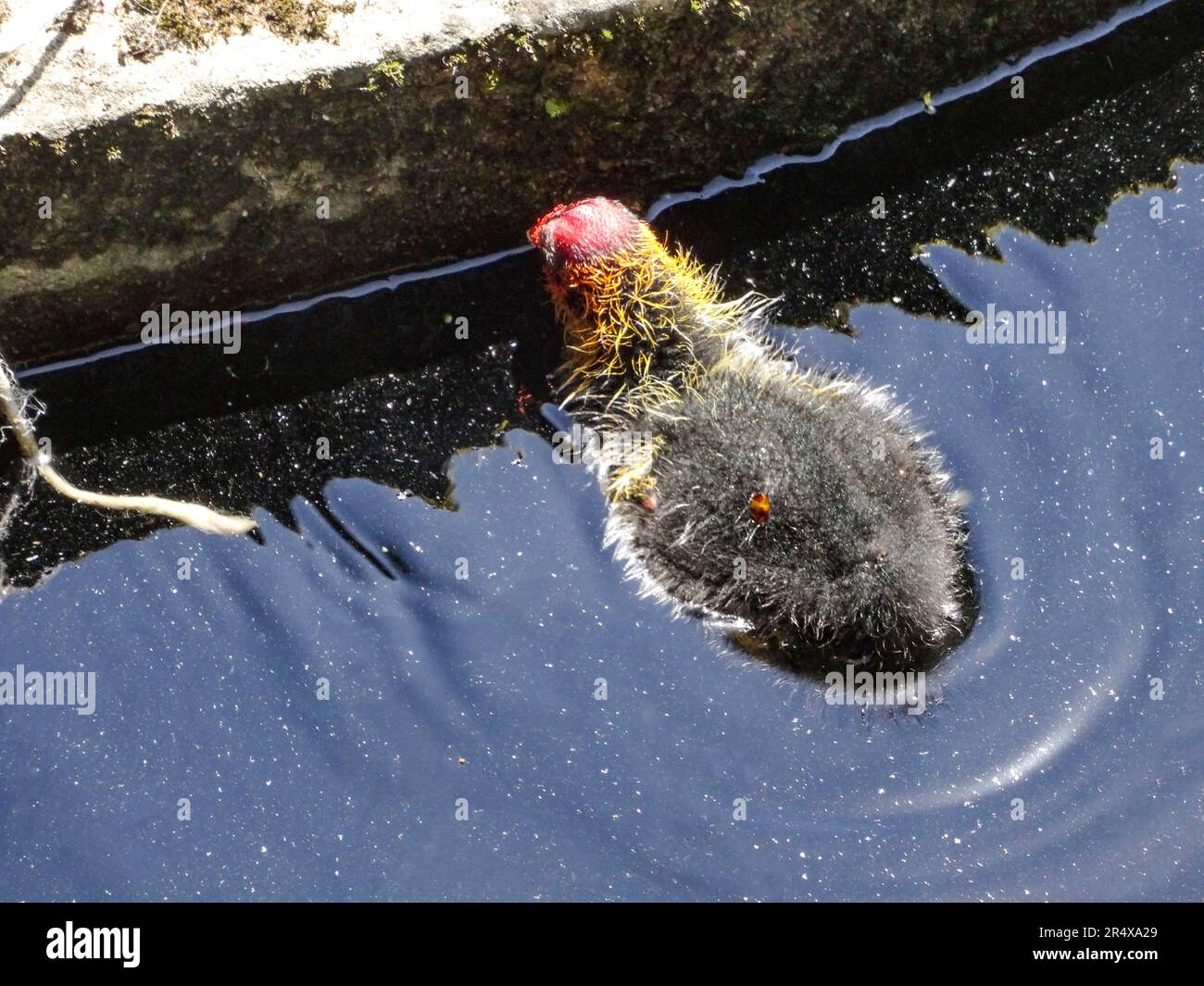 Coots in the water feature of the Parc floral de Paris, France. Natural wildlife in an urban environment Stock Photo