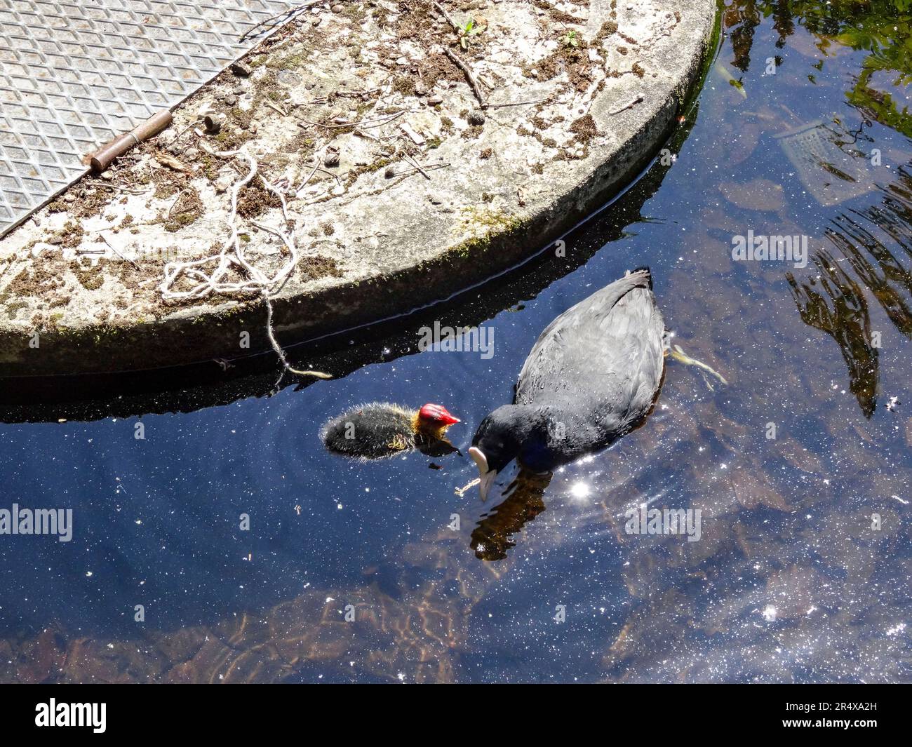Coots in the water feature of the Parc floral de Paris, France. Natural wildlife in an urban environment Stock Photo