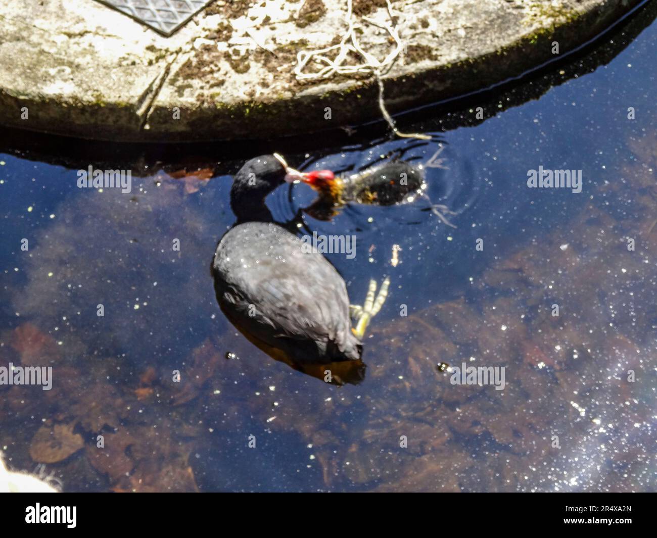 Coots in the water feature of the Parc floral de Paris, France. Natural wildlife in an urban environment Stock Photo