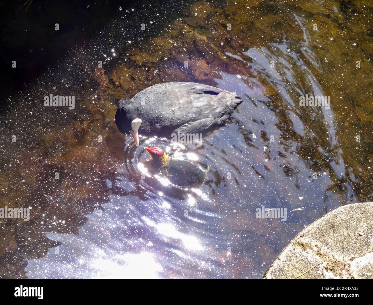 Coots in the water feature of the Parc floral de Paris, France. Natural wildlife in an urban environment Stock Photo