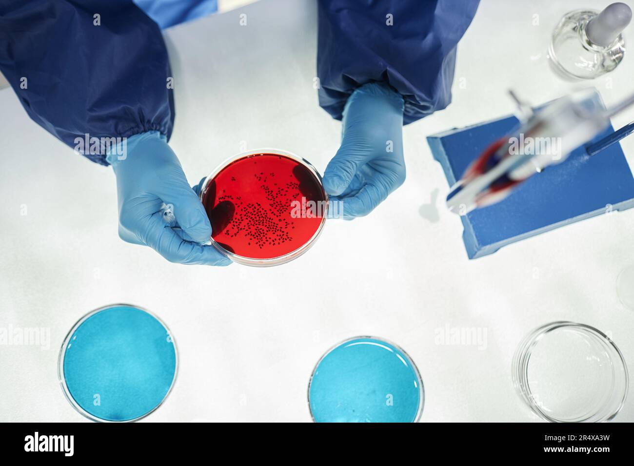 Top view closeup of scientist holding petri dish with red liquid while ...