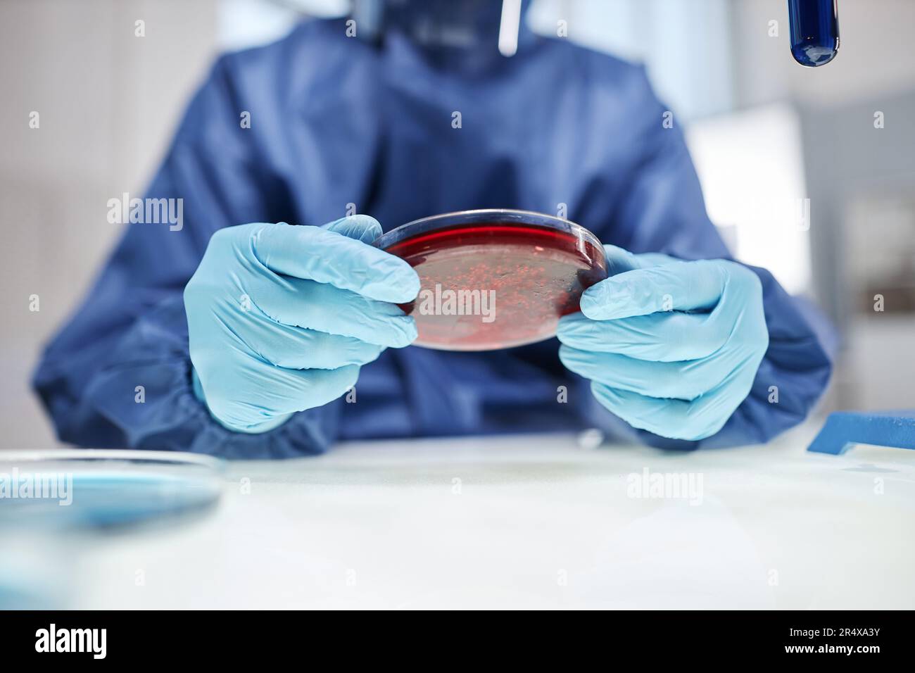 Closeup of scientist holding petri dish with red liquid while working ...