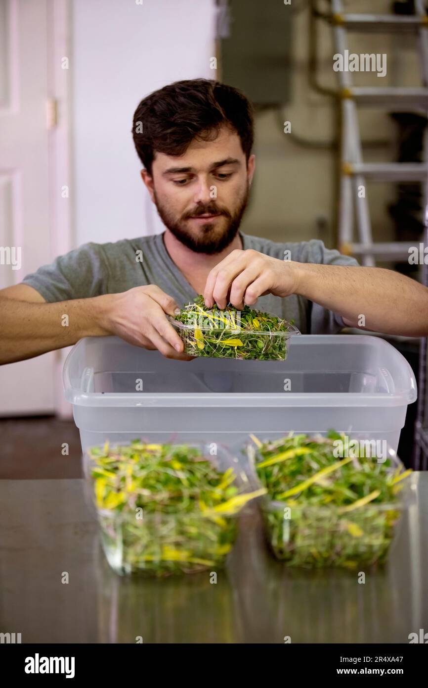 Man in a wheelchair processing fresh microgreens for shipment at an