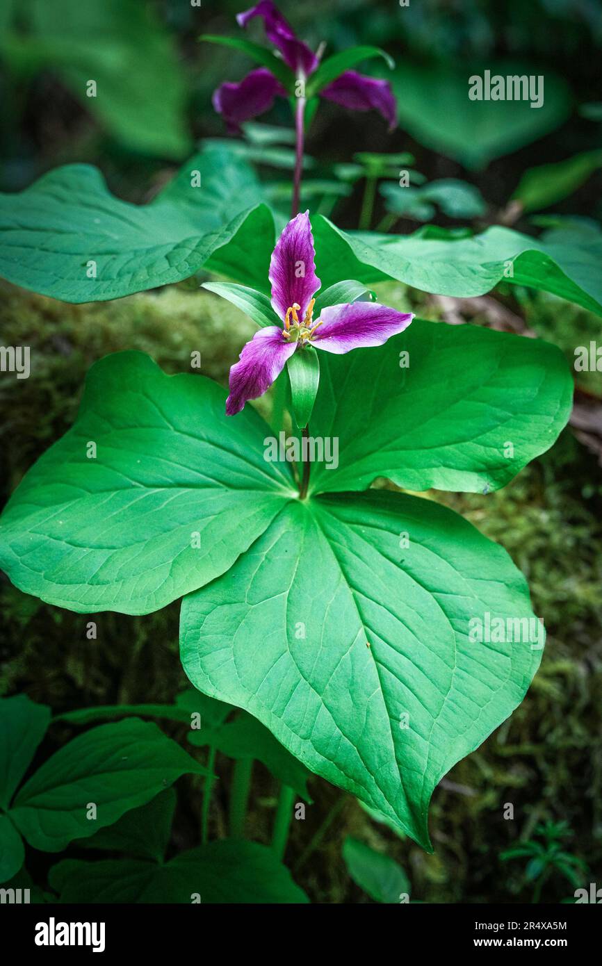 Western Trillium flower Stock Photo
