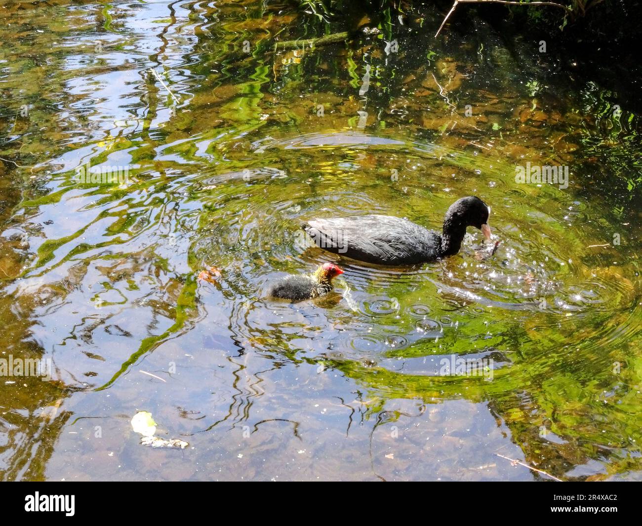 Coots in the water feature of the Parc floral de Paris, France. Natural wildlife in an urban environment Stock Photo