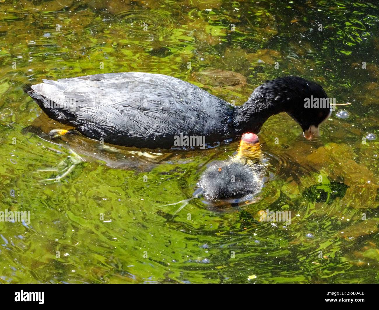 Coots in the water feature of the Parc floral de Paris, France. Natural wildlife in an urban environment Stock Photo