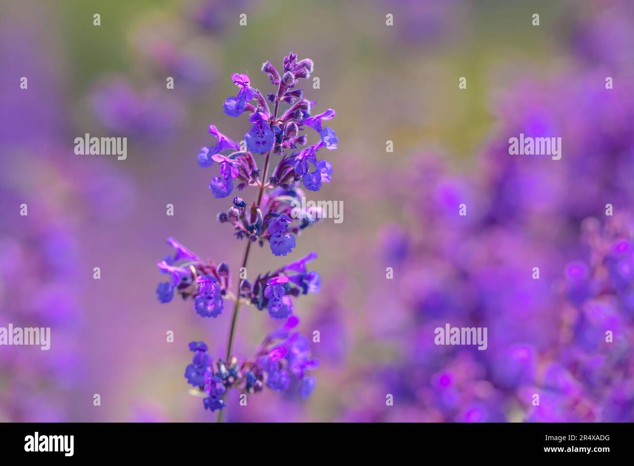 Catmint, Nepeta spp Stock Photo - Alamy