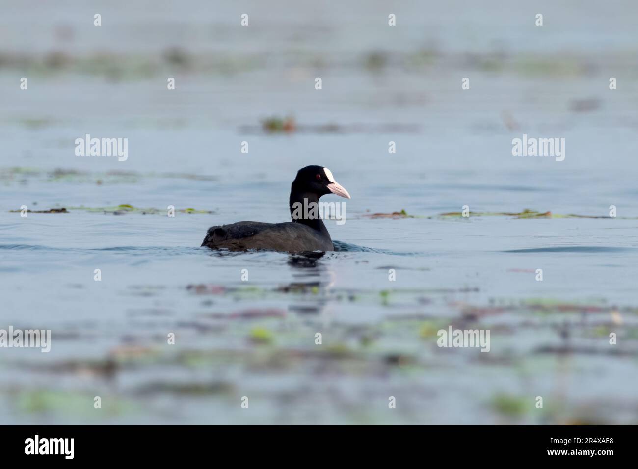 Eurasian coot (Fulica atra), also known as the common coot, or Australian coot, a member of the rail and crake bird family, the Rallidae observed in G Stock Photo