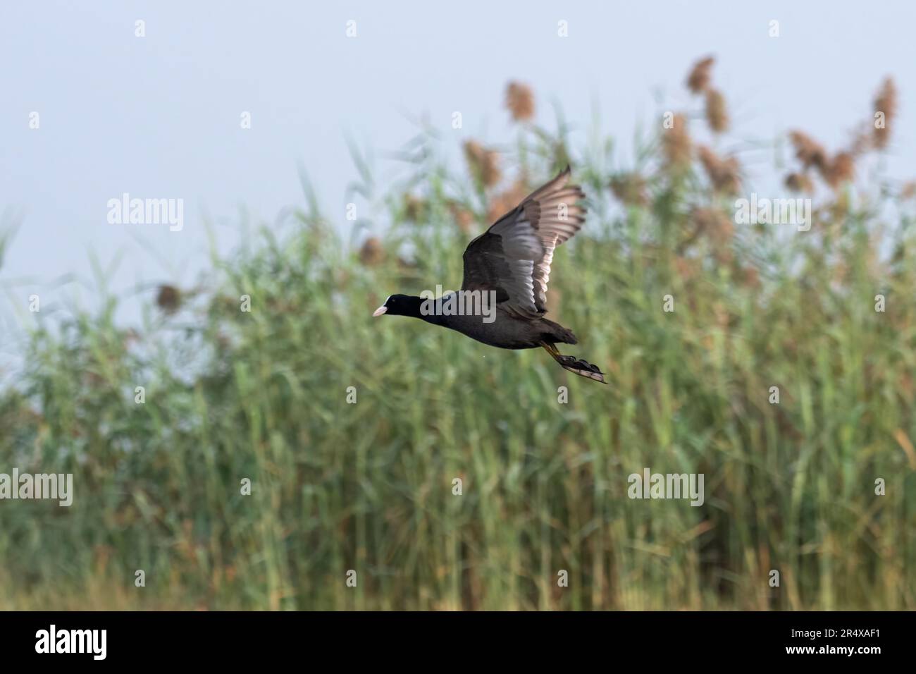 Eurasian coot (Fulica atra), also known as the common coot, or Australian coot, a member of the rail and crake bird family, the Rallidae observed in G Stock Photo