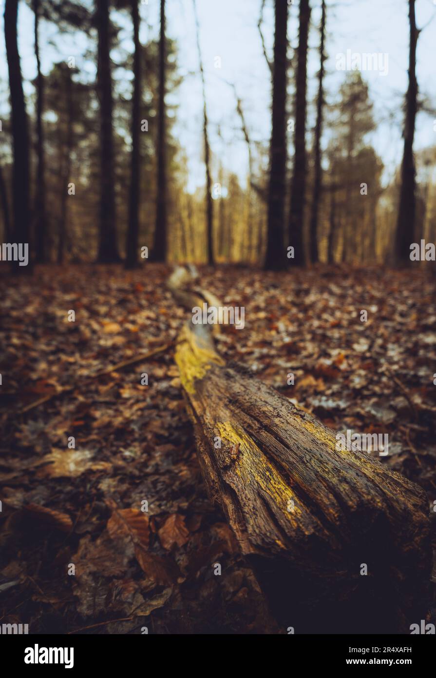 Rendlesham forest military hi-res stock photography and images - Alamy