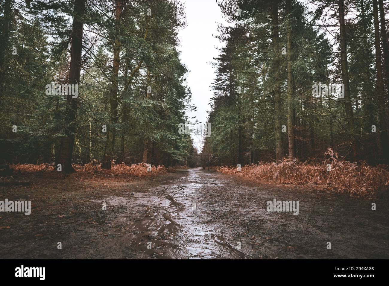 Rendlesham forest military hi-res stock photography and images - Alamy