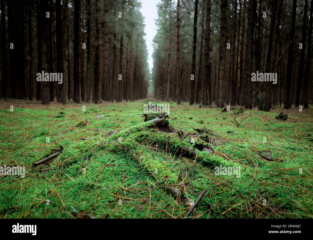 Rendlesham forest military hi-res stock photography and images - Alamy