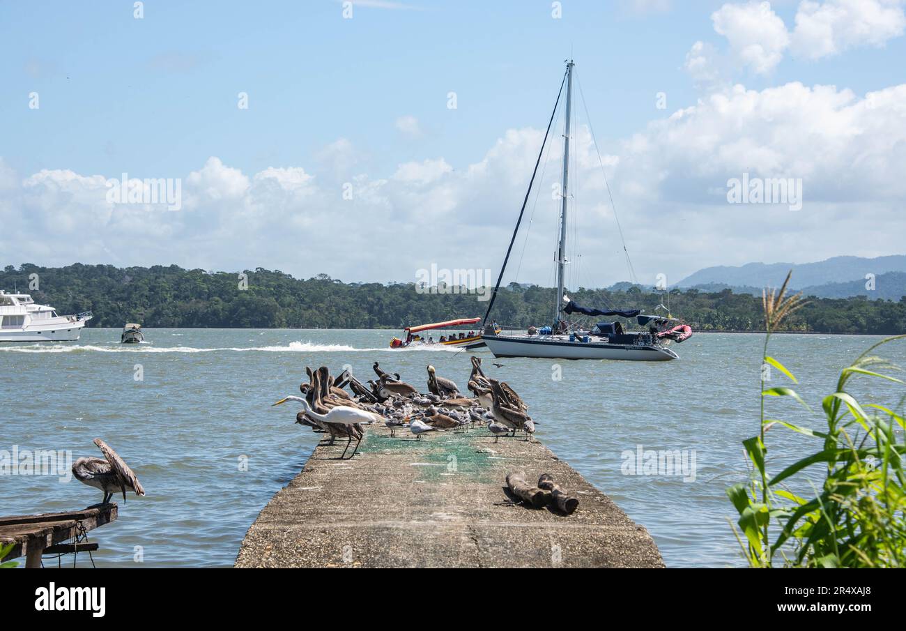 Pelicans fishing on the dock, Livingston, Guatemala Stock Photo