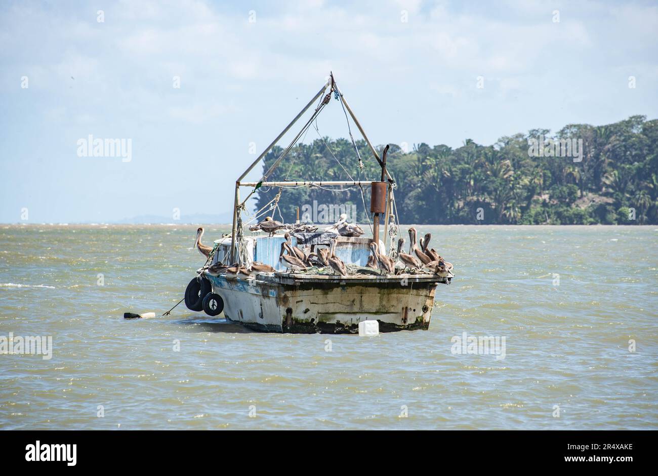 Pelicans on fishing boats in the harbor, Livingston, Guatemala Stock Photo