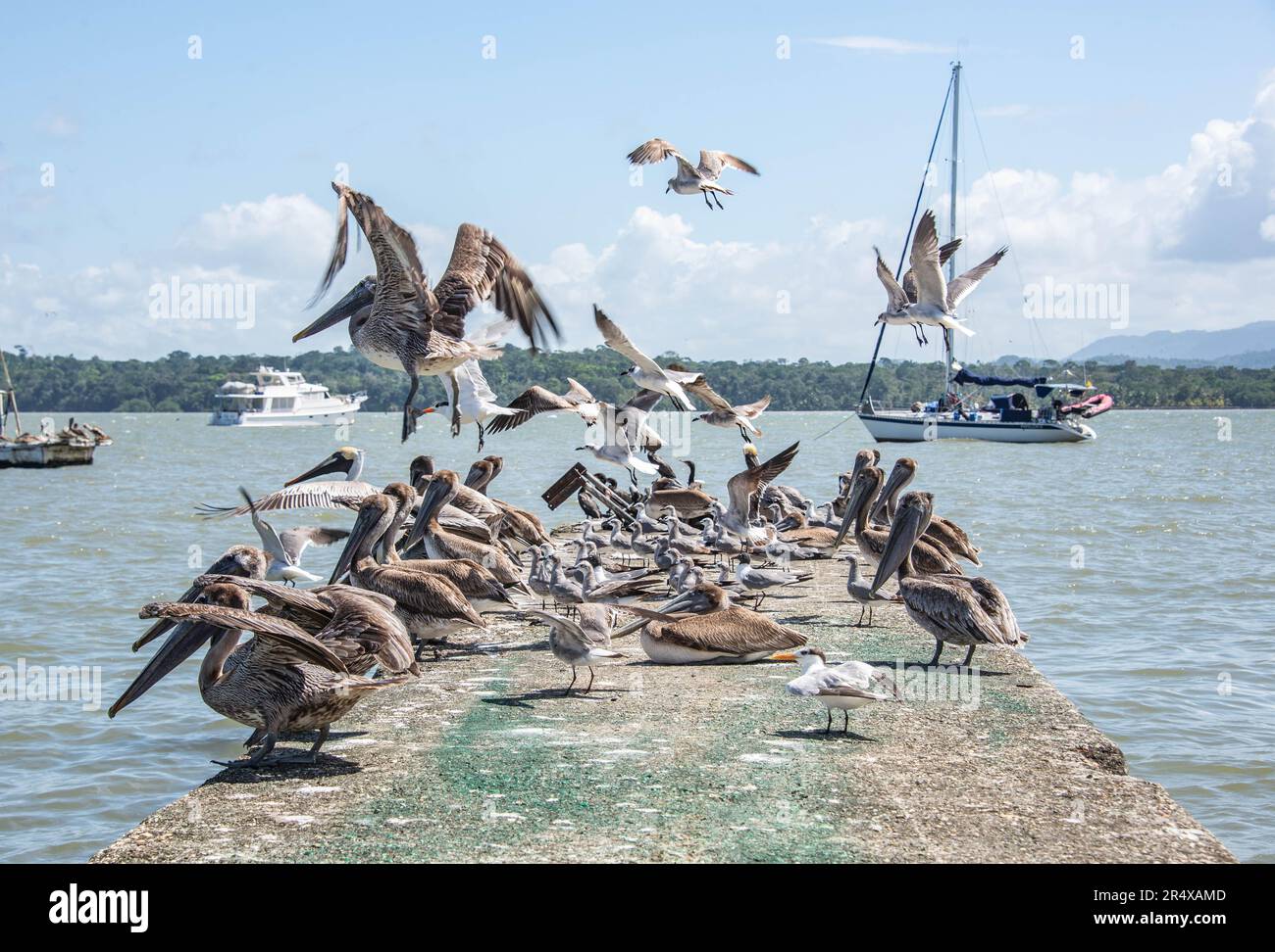 Pelicans fishing on the dock, Livingston, Guatemala Stock Photo