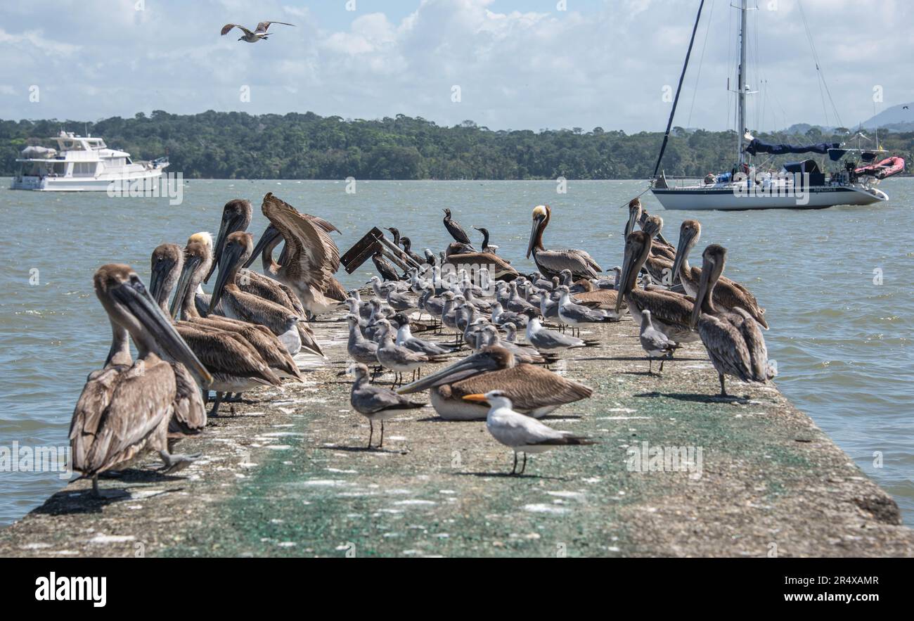 Pelicans fishing on the dock, Livingston, Guatemala Stock Photo