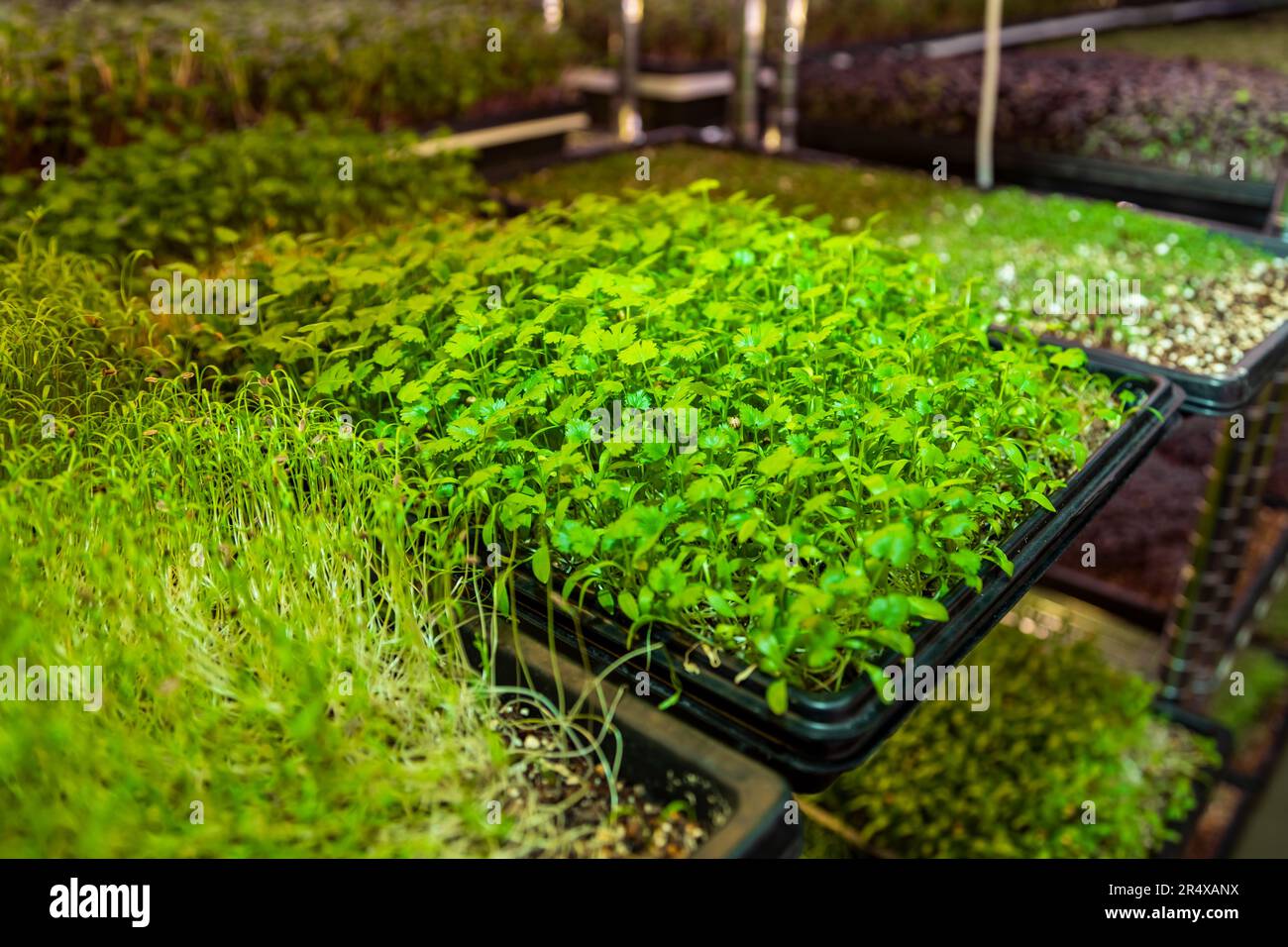 Microgreens growing under lights on an urban farm; Edmonton, Alberta
