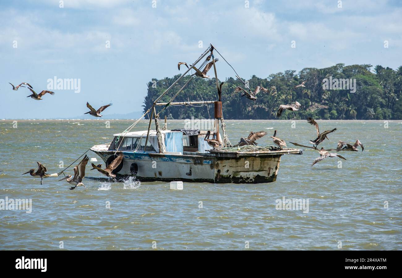 Pelicans on fishing boats in the harbor, Livingston, Guatemala Stock Photo