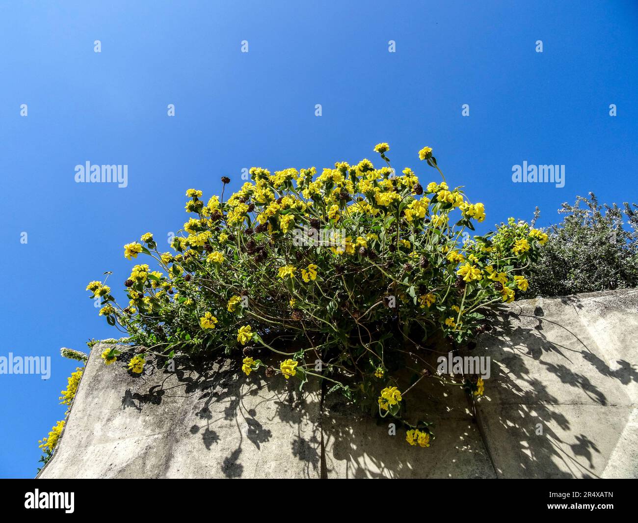 Joyful flowers in the public Parc floral de Paris on a gloriously sunny spring afternoon, Paris, France Stock Photo