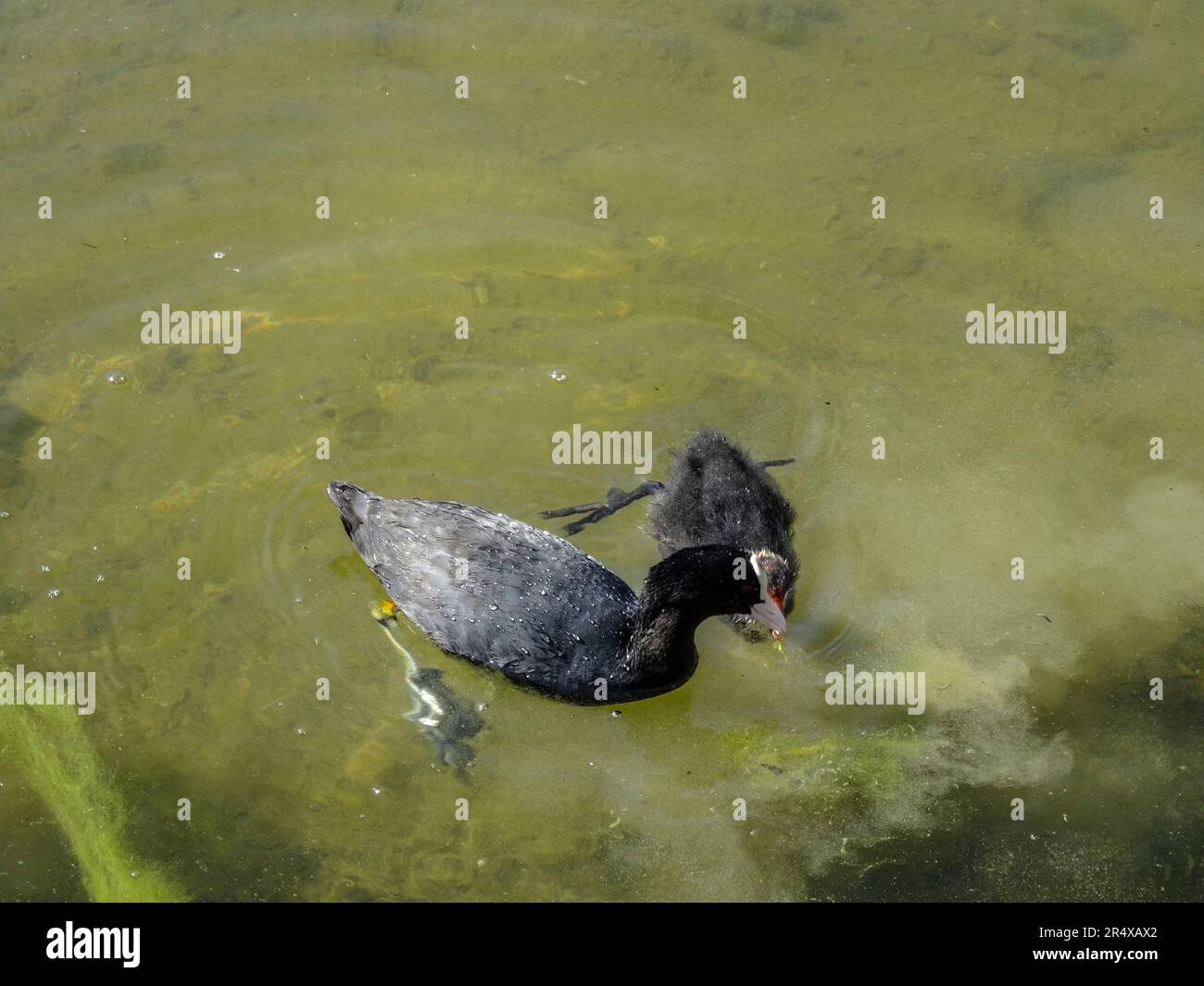 Coots in the water feature of the Parc floral de Paris, France. Natural wildlife in an urban environment Stock Photo