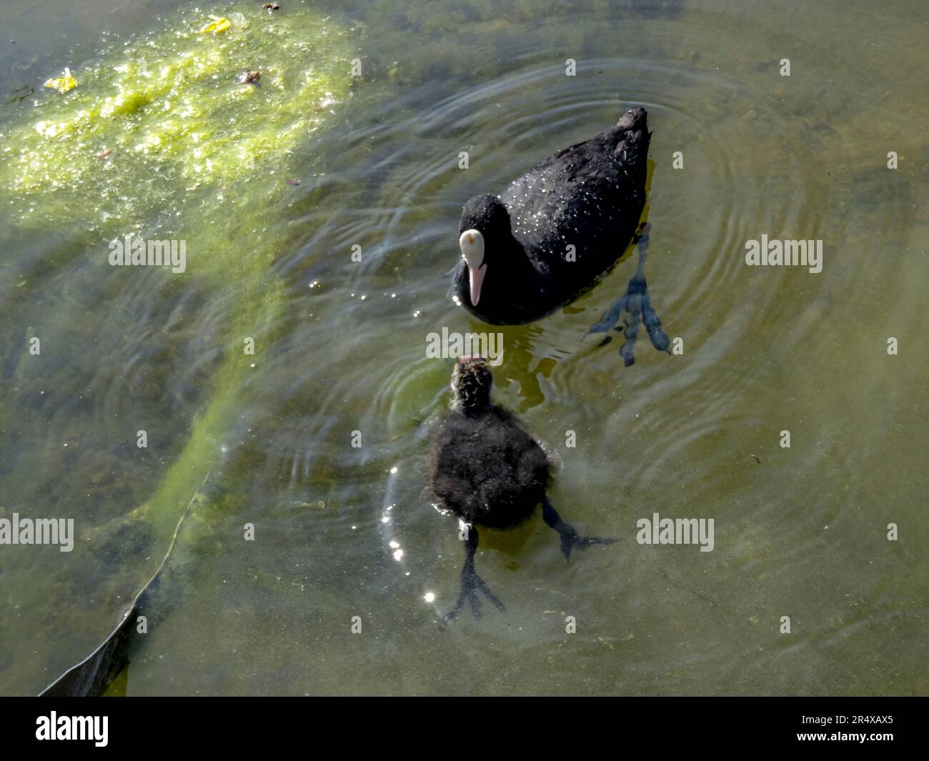 Coots in the water feature of the Parc floral de Paris, France. Natural wildlife in an urban environment Stock Photo