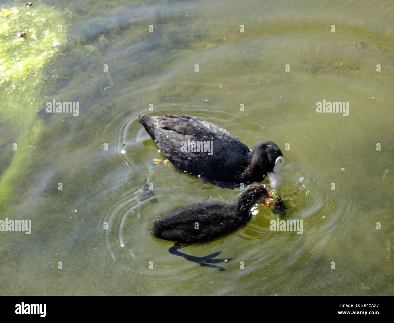 Coots in the water feature of the Parc floral de Paris, France. Natural wildlife in an urban environment Stock Photo