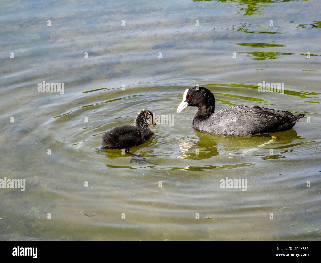 Coots in the water feature of the Parc floral de Paris, France. Natural wildlife in an urban environment Stock Photo