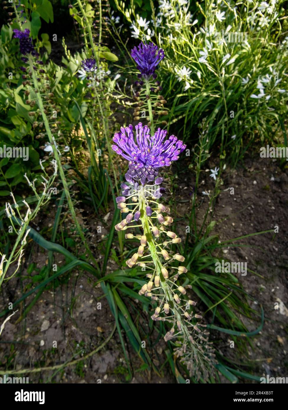 Considered a greek delicacy hires stock photography and images Alamy