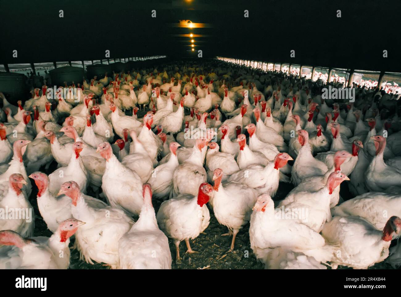 Free range (uncaged) chickens in a chicken house; Syracuse, New York, United States of America Stock Photo
