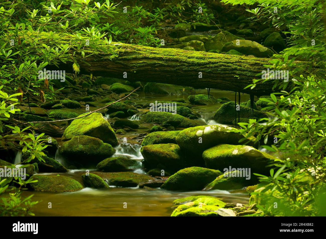 Moss-covered rocks and a tree trunk over a stream in Great Smoky Mountains National Park, Tennessee, USA; Tennessee, United States of America Stock Photo