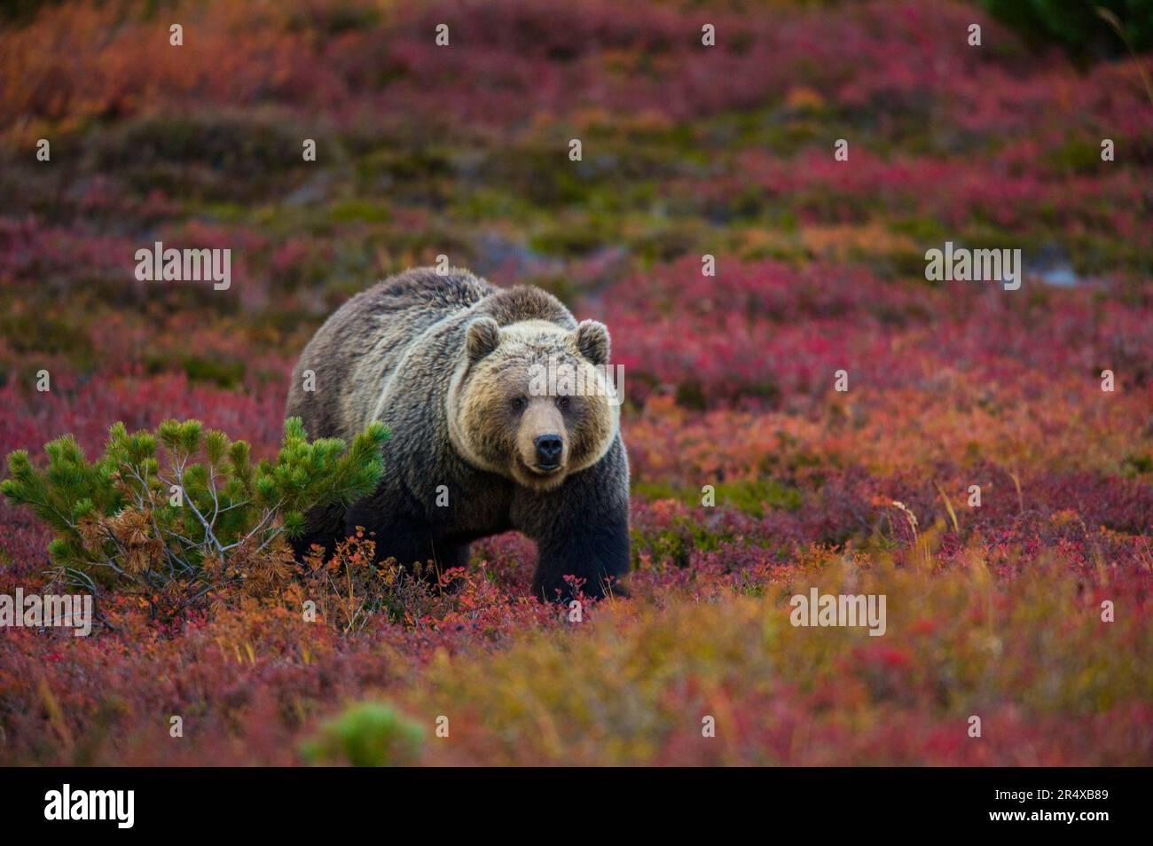 Brown bear (Ursus arctos) in a field of blueberries and tundra; Kronotsky Zapovednik, Kamchatka, Russia Stock Photo