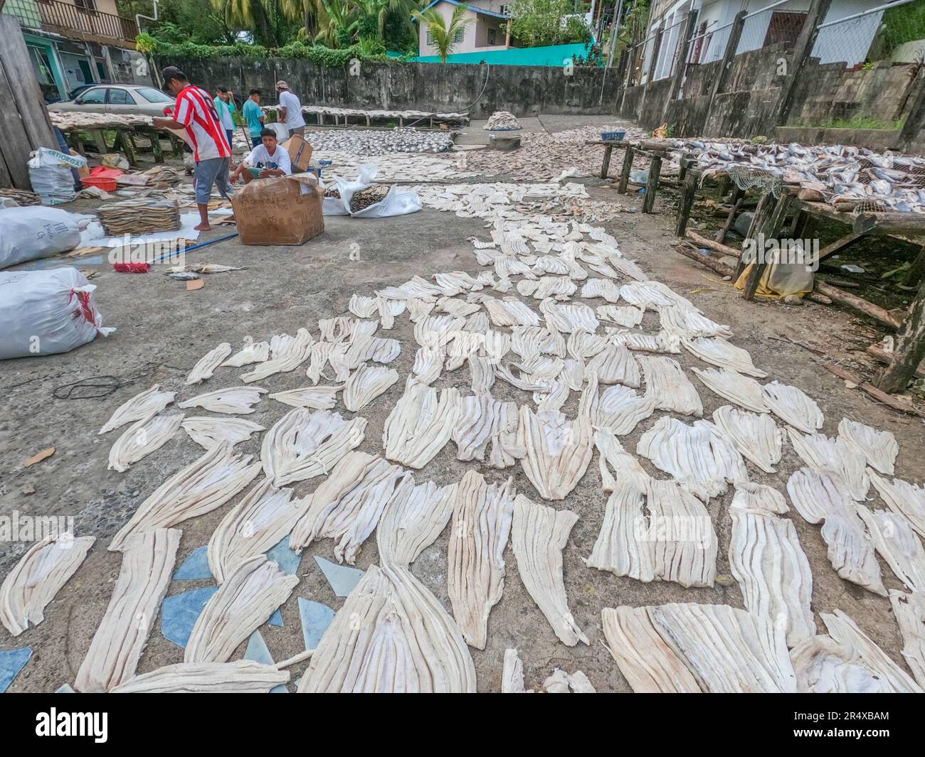 Workes drying fish, Livingston, Guatemala Stock Photo