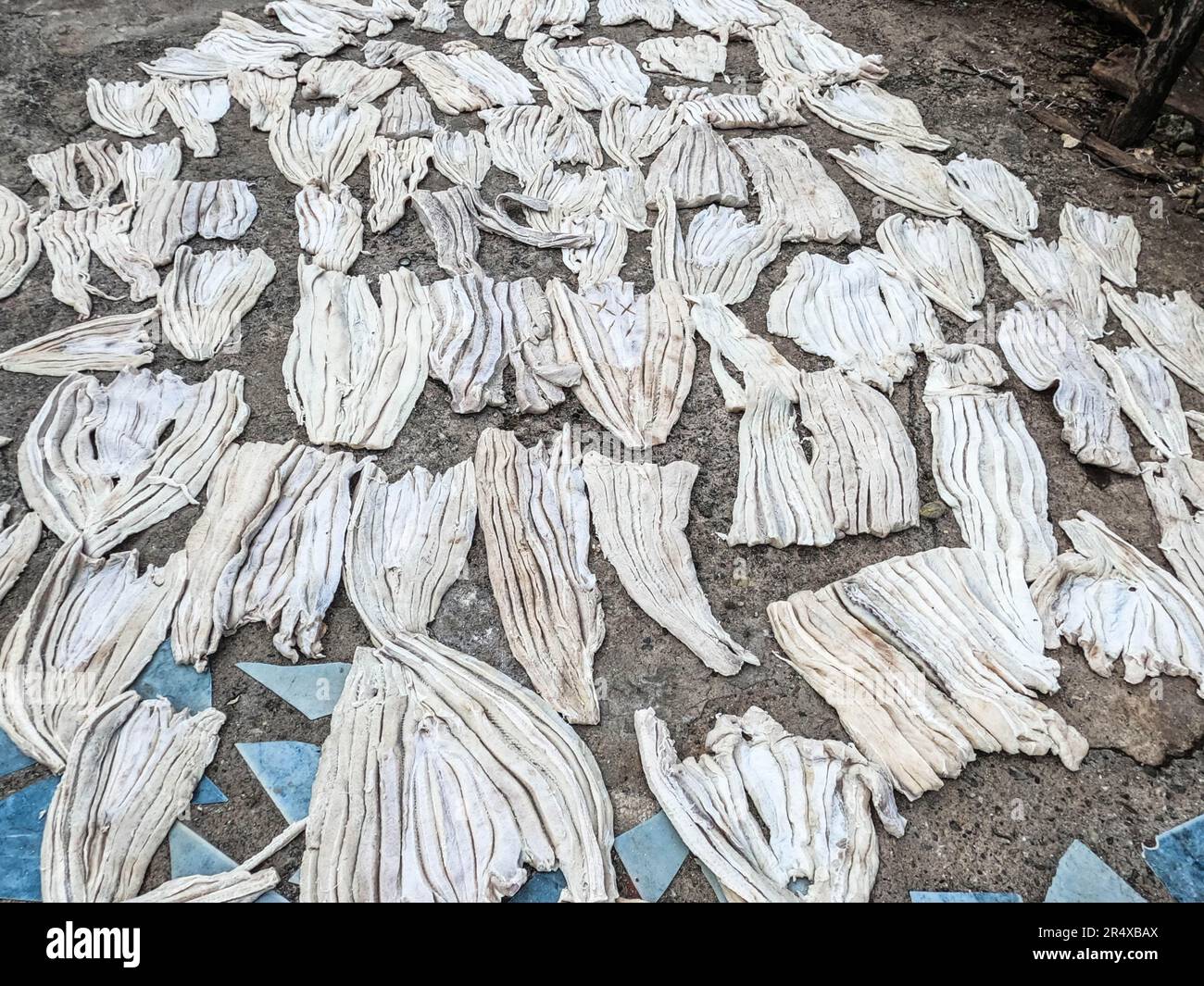 Fish drying in Livingston, Guatemala Stock Photo