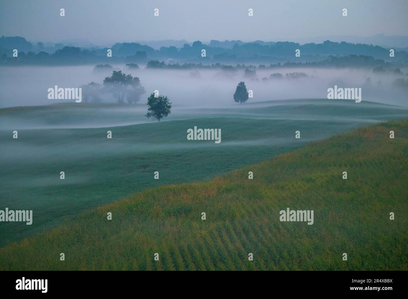 Cornfield next to Bloody Lane on a foggy morning,Antietam National Battlefield, Maryland, USA; Antietam, Maryland, United States of America Stock Photo