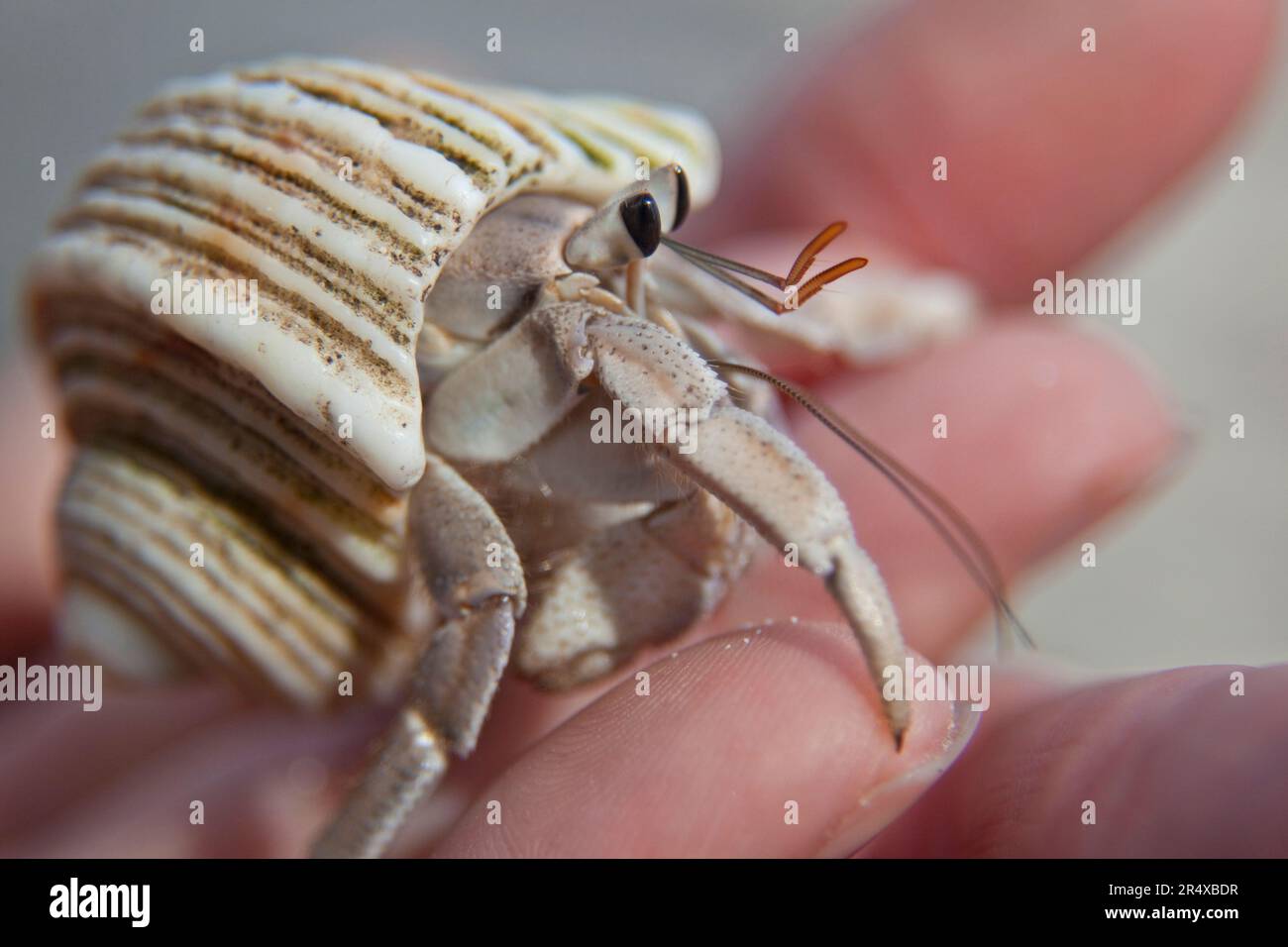 Hand holding a hermit crab; Seychelles Stock Photo