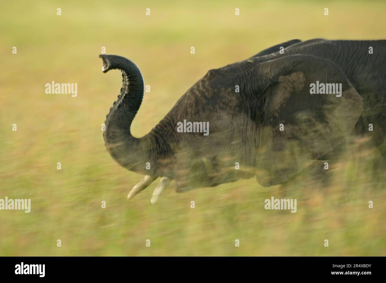 Elephant raises his trunk behind tall grasses in Masai Mara National ...
