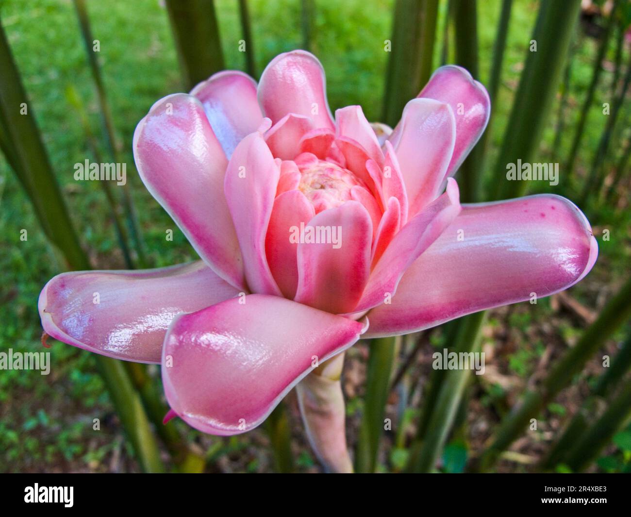 Beautiful pink flower with petals opening; Union of the Comoros Stock Photo