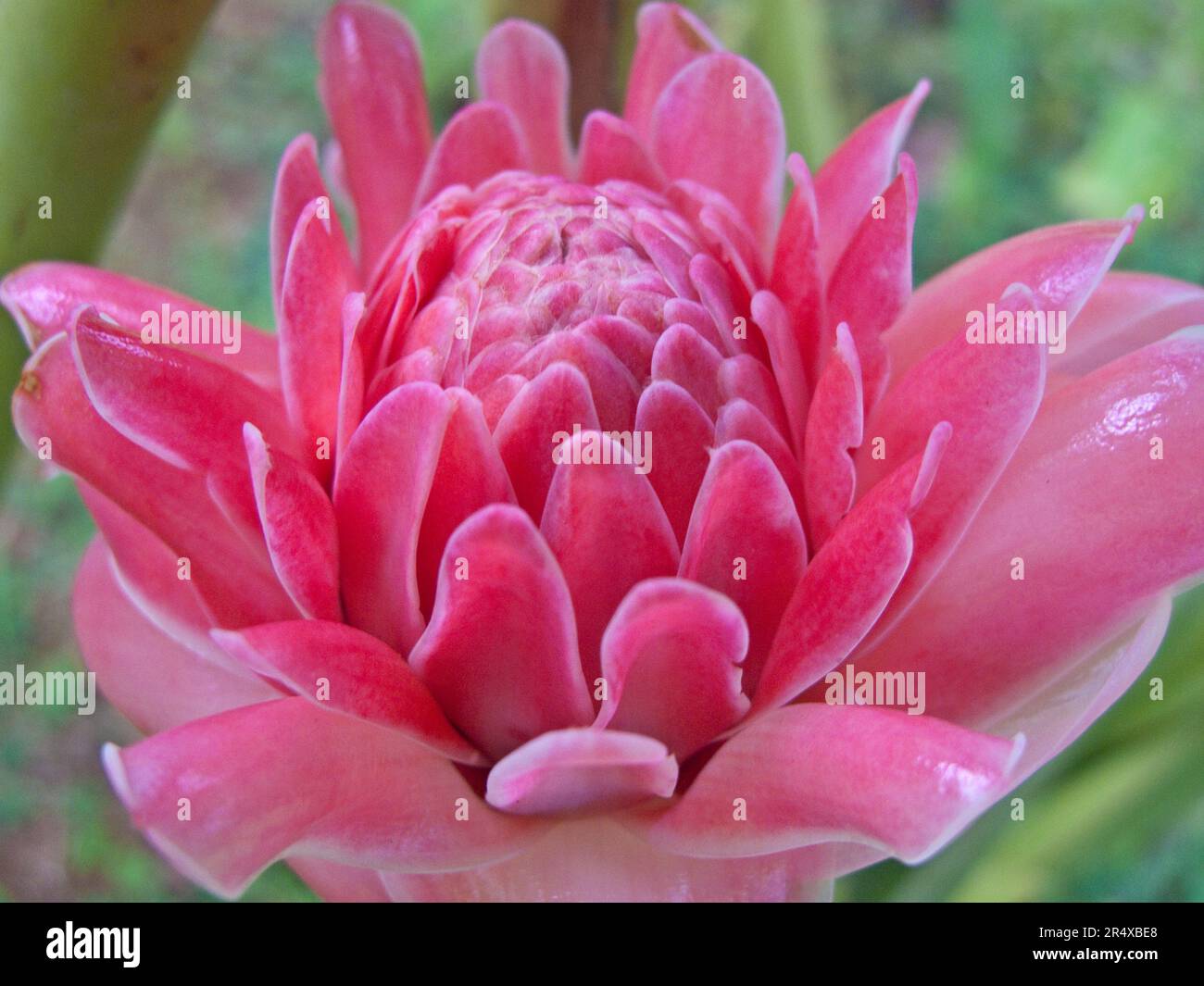 Close view of a beautiful pink flower; Union of the Comoros Stock Photo