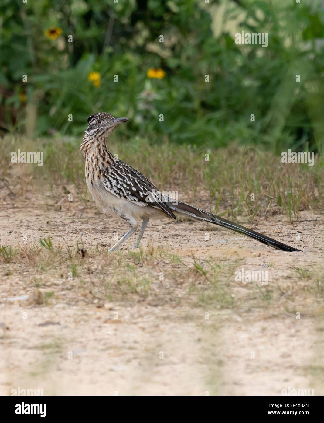 Alert greater roadrunner standing on a dirt trail with vegetation in the background. Photographed in profile with a shallow depth of field. Stock Photo