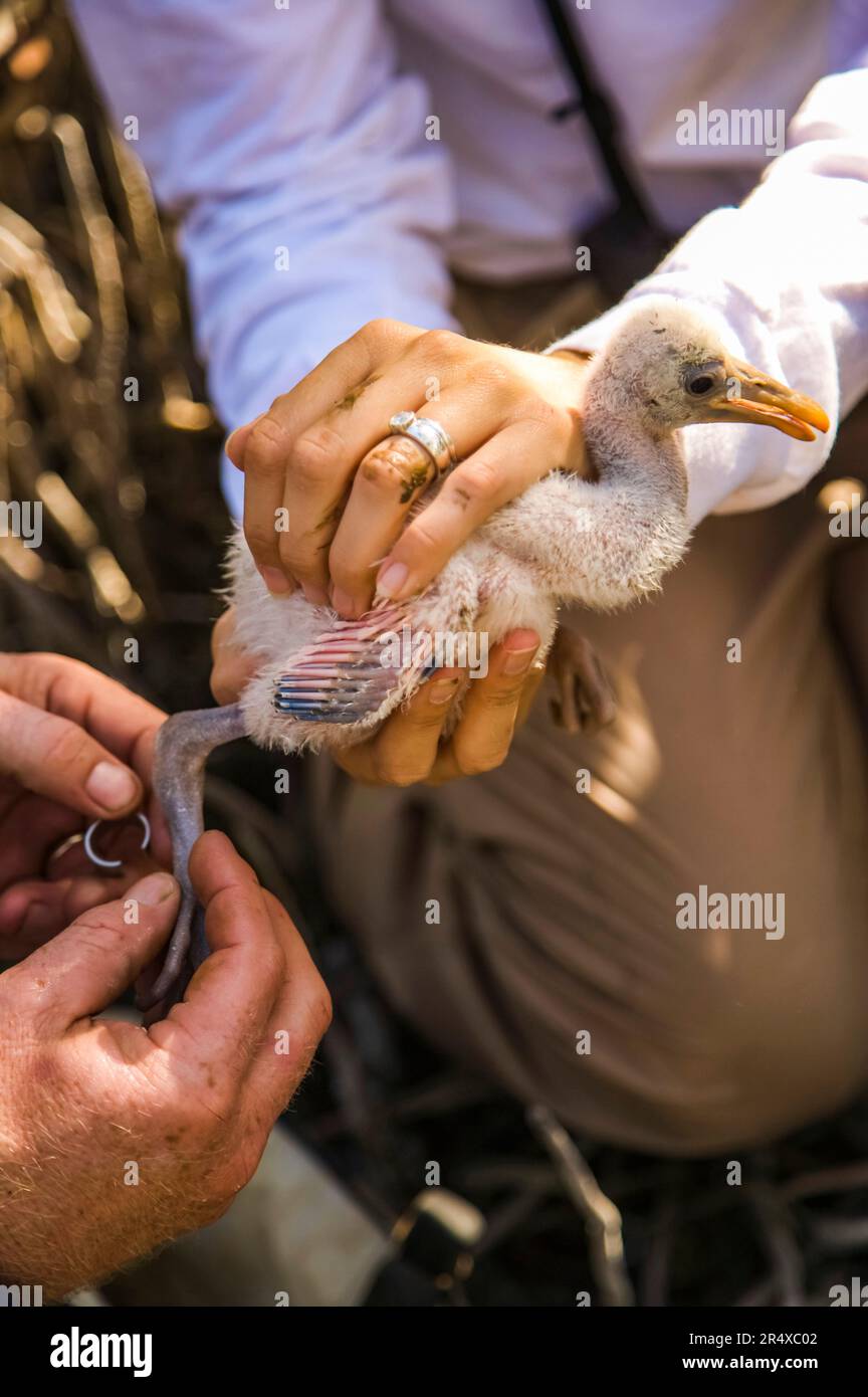 Hands holding a Roseate spoonbill (Platalea ajaja) while being tagged in Everglades National Park, Florida, USA; Florida, United States of America Stock Photo