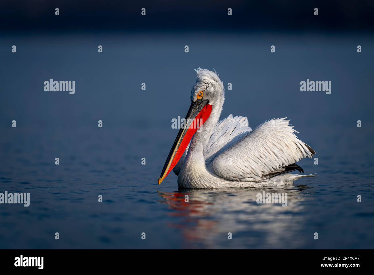 Dalmatian pelican (Pelecanus crispus) floats in profile on lake; Central Macedonia, Greece Stock Photo