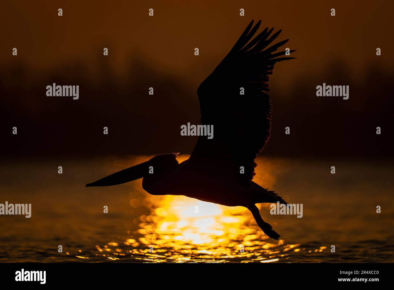 Dalmatian pelican (Pelecanus crispus) flies silhouetted at sunrise over lake; Central Macedonia, Greece Stock Photo