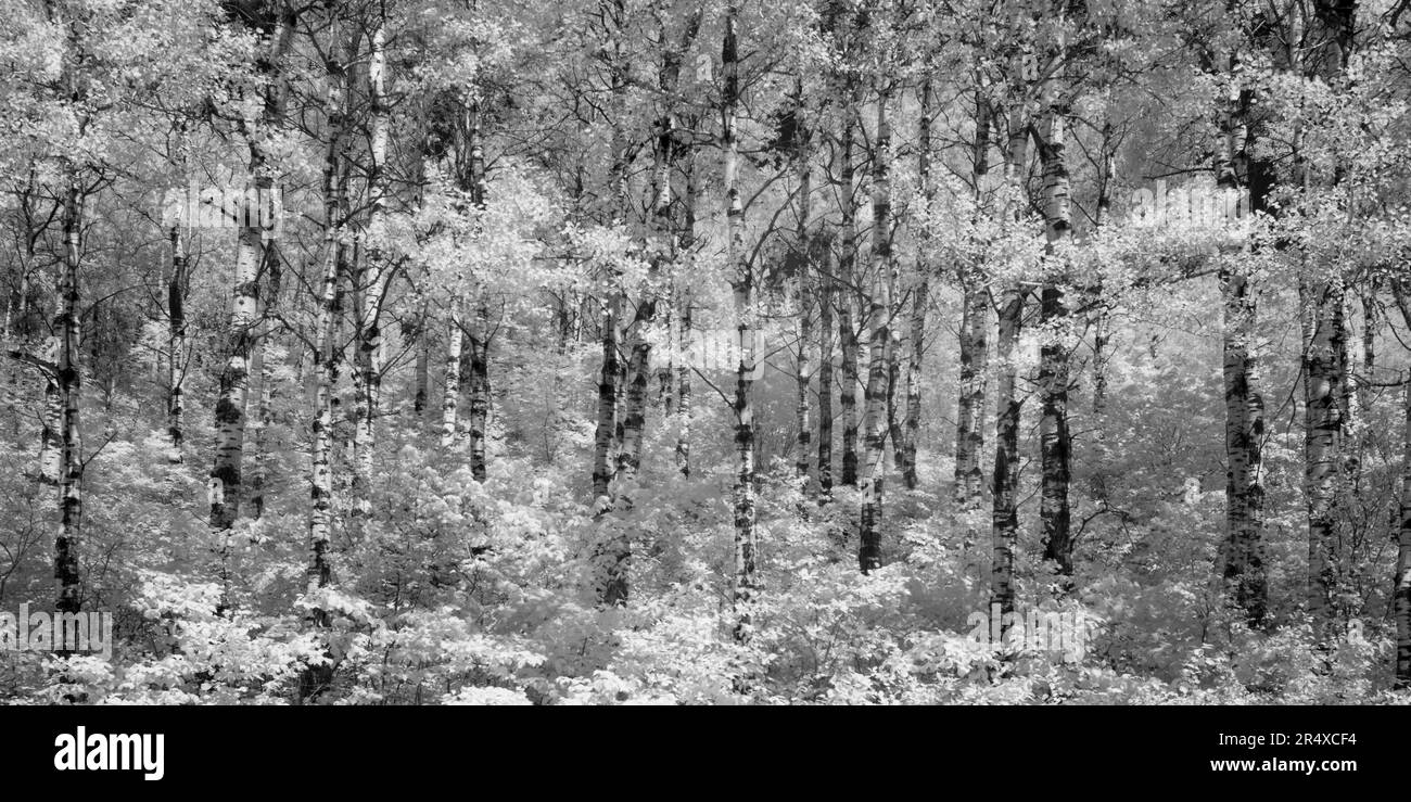 Infrared image of trees and plants in a woodland area; Thunder Bay, Ontario, Canada Stock Photo