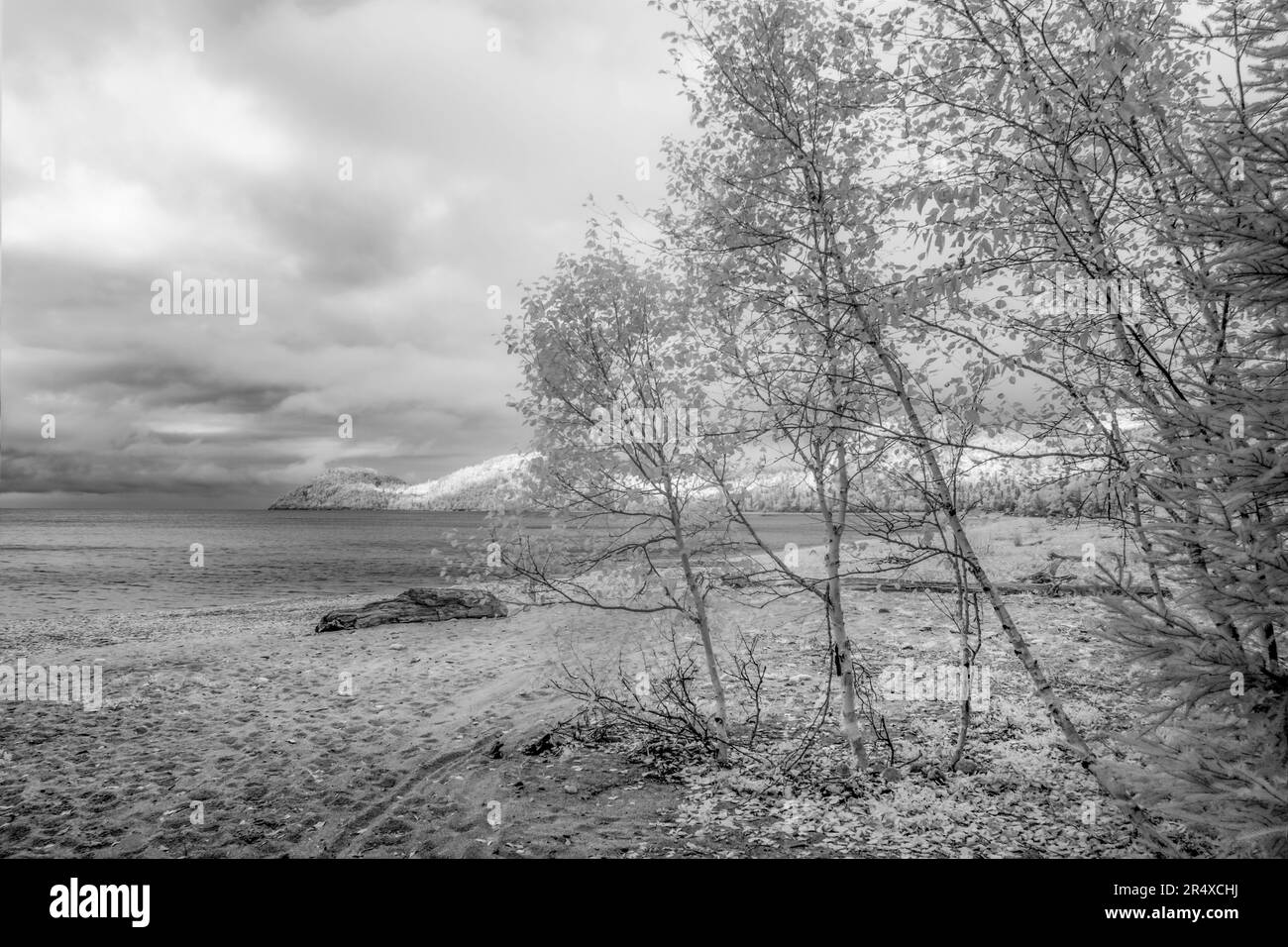 Infrared of trees lining the shores of Lake Superior; Thunder Bay ...