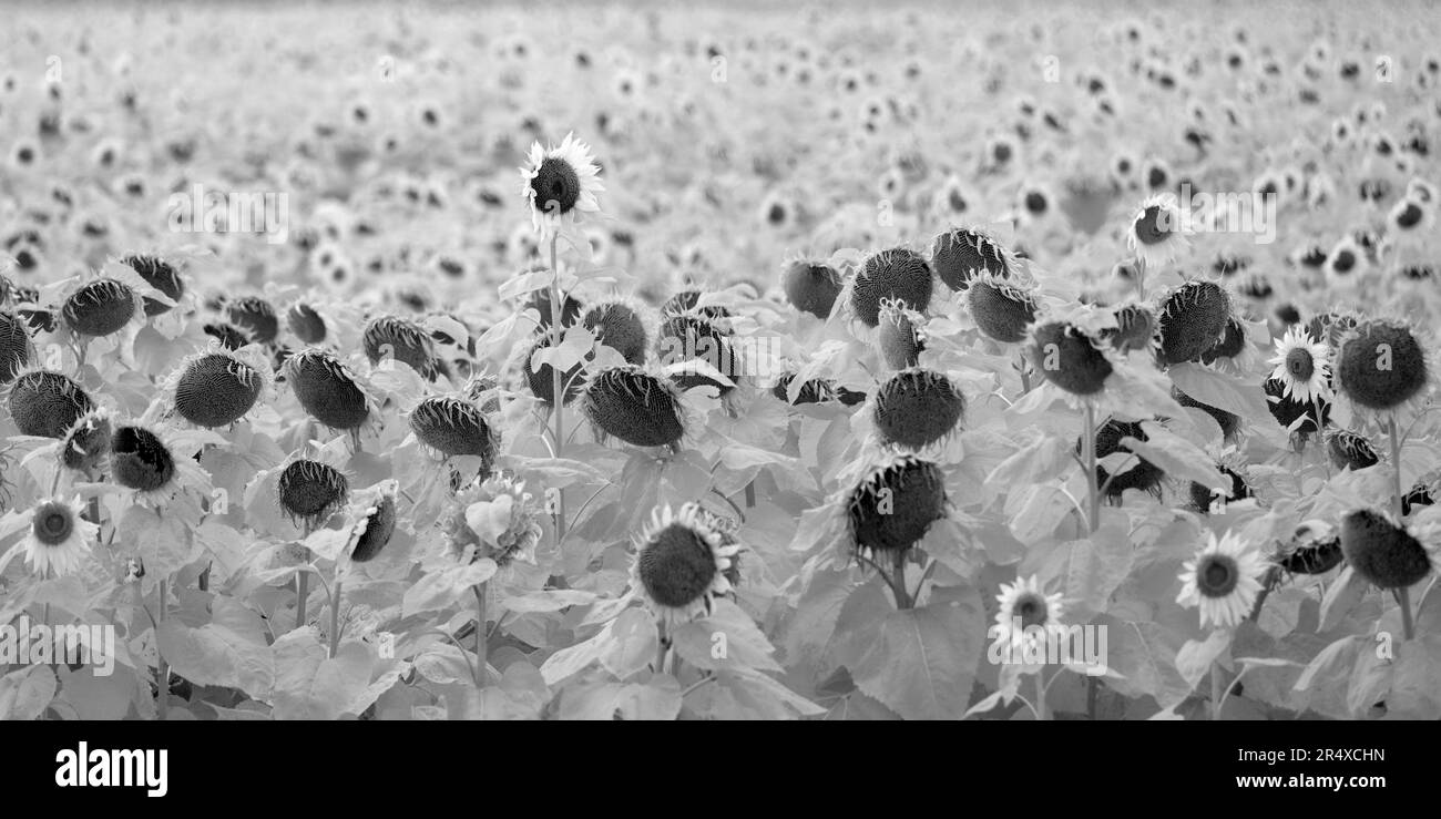 Field of blossoming sunflowers in infrared; Winnipeg, Manitoba, Canada Stock Photo