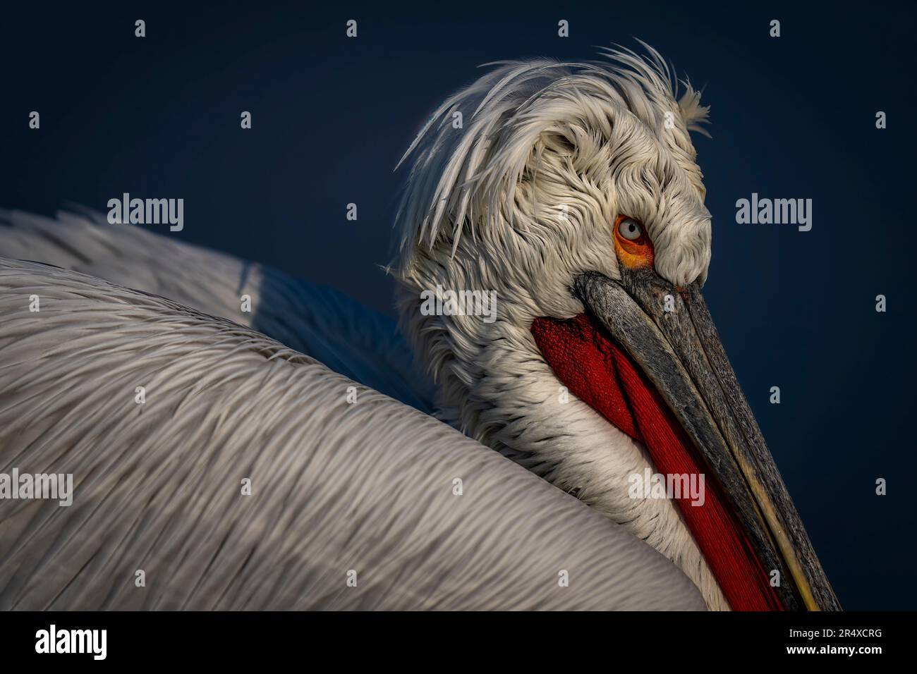 Close-up of Dalmatian pelican (Pelecanus crispus) on blue lake; Central Macedonia, Greece Stock Photo