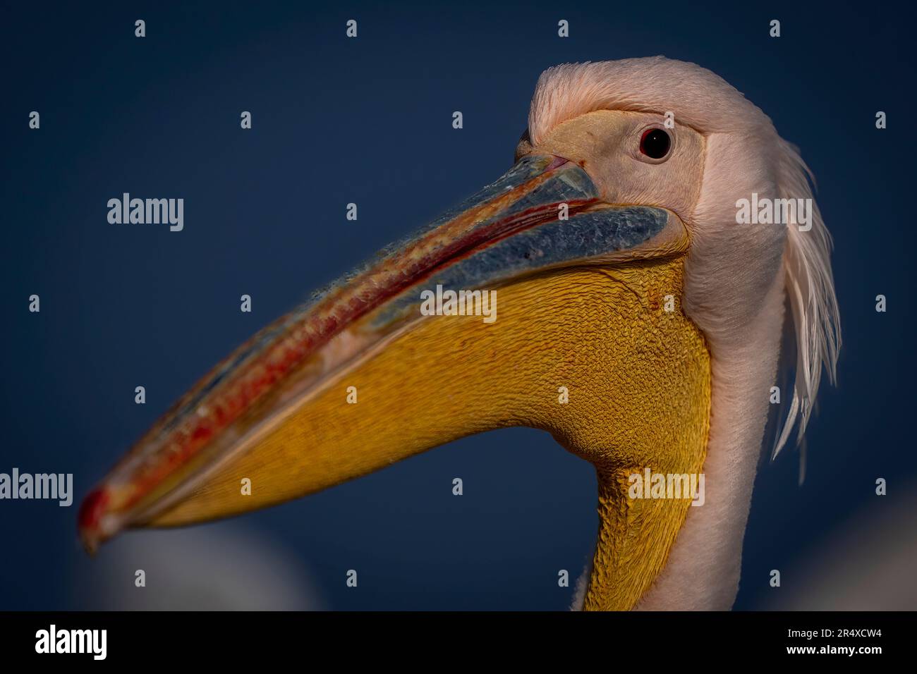 Close-up of Great white pelican (Pelecanus onocrotalus) watching camera; Central Macedonia, Greece Stock Photo