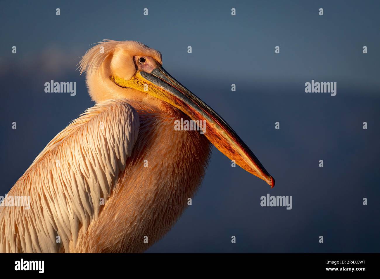 Close-up of Great white pelican (Pelecanus onocrotalus) eyeing camera; Central Macedonia, Greece Stock Photo